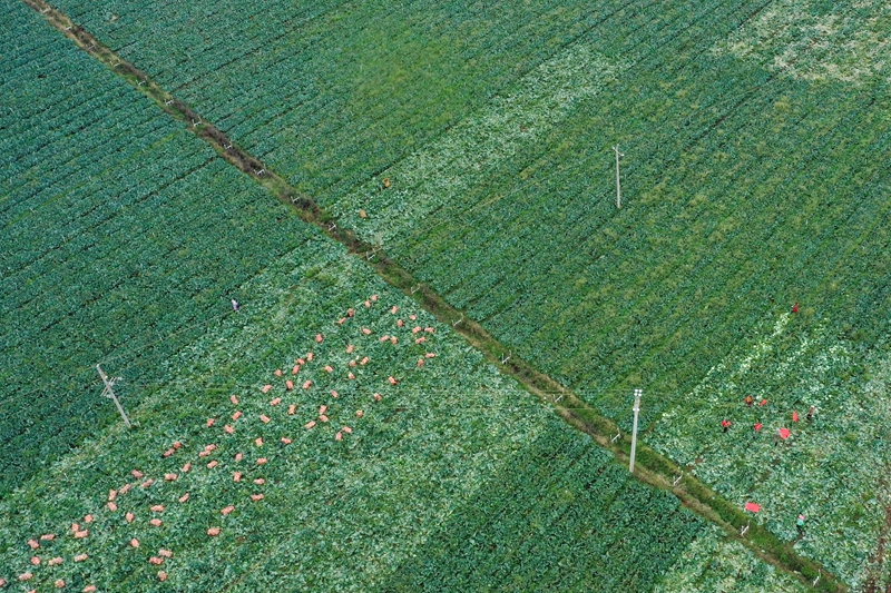 在威寧自治縣小海鎮(zhèn)松棵村蔬菜基地，務(wù)工群眾在采收蓮花白。趙慶能攝