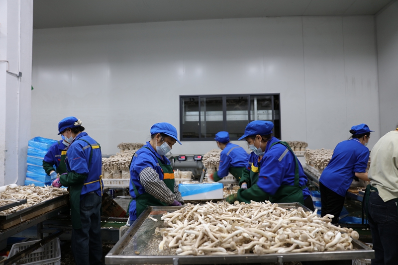 1、工人挑揀蘑菇。