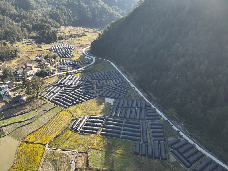 施秉縣馬號鎮(zhèn)老縣村百畝羊肚菌基地一角。