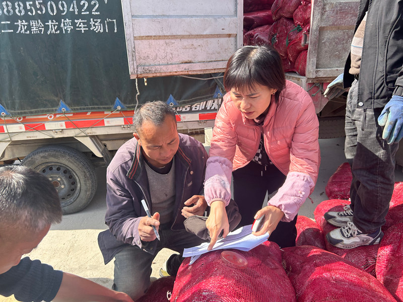 施秉縣馬號鎮(zhèn)老縣村為羊肚菌種植戶發(fā)放營養(yǎng)包。