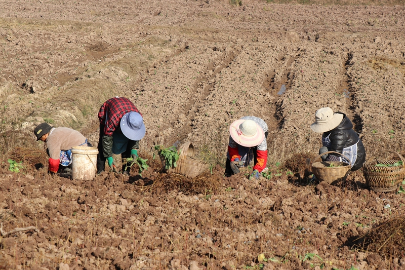 碧海街道張家寨社區的260畝油菜種植基地里 農戶正在進行補種和管護工作 范俊岑 攝.JPG