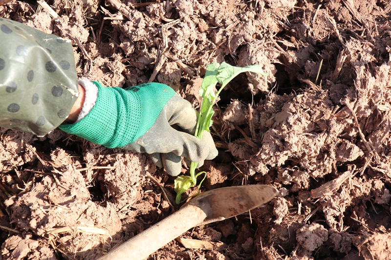 碧海街道張家寨社區的260畝油菜種植基地里 農戶正在進行補種和管護工作 范俊岑 攝 (6).JPG