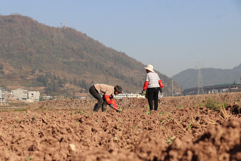 碧海街道張家寨社區的260畝油菜種植基地里 農戶正在進行補種和管護工作 范俊岑 攝 (4).JPG