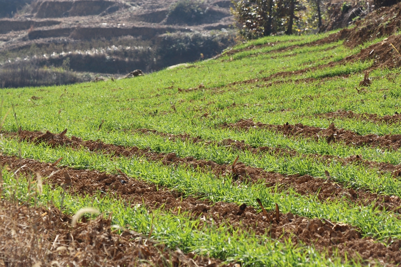 七星關區雙山鎮冬小麥種植結束 小麥長勢喜人 范俊岑 攝.JPG