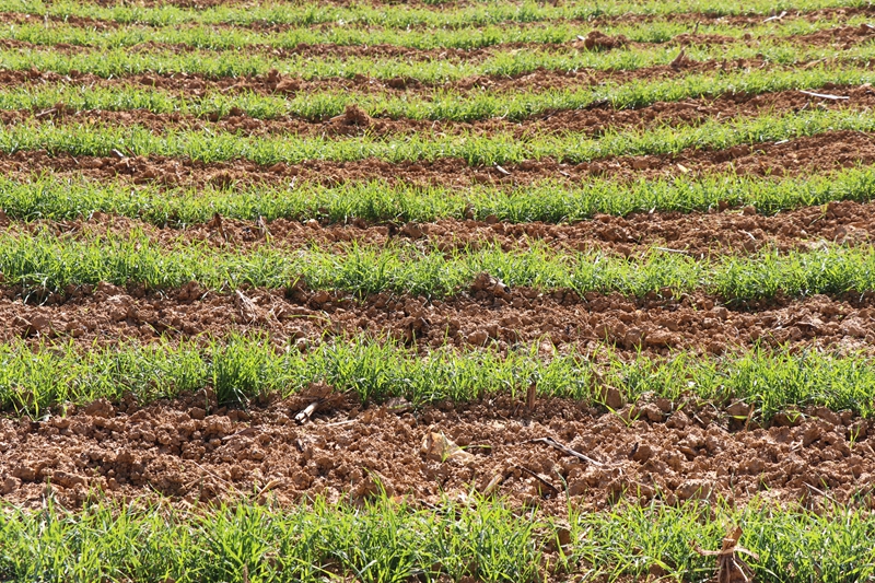 七星關區雙山鎮冬小麥種植結束 小麥長勢喜人 范俊岑 攝 (2).JPG