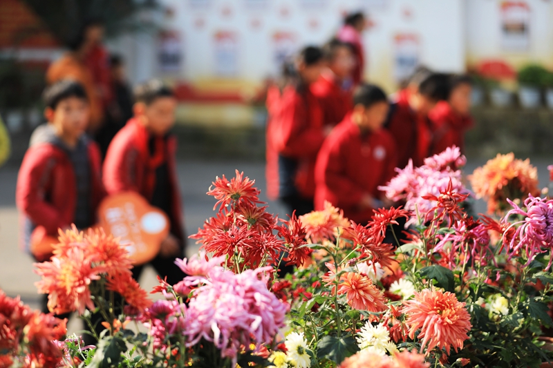 2025年12月1日，冬季的貴州省黔西市第一小學(xué)，校園里五顏六色的菊花競(jìng)相綻放，吸引小朋友們駐足觀賞。