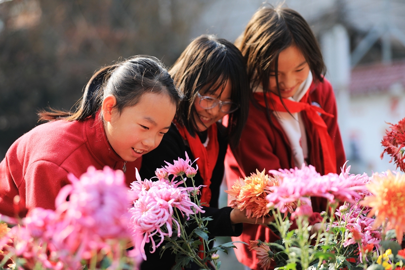 2025年12月1日，冬季的貴州省黔西市第一小學，校園里五顏六色的菊花競相綻放，吸引小朋友們駐足觀賞。
