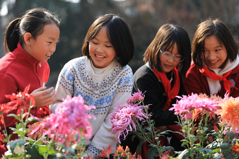 2025年12月1日，冬季的貴州省黔西市第一小學，校園里五顏六色的菊花競相綻放，吸引小朋友們駐足觀賞。