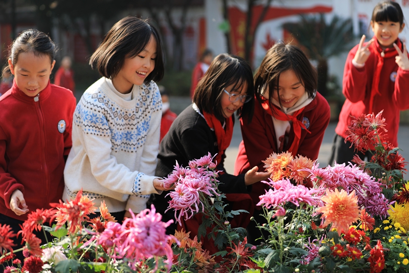2025年12月1日，冬季的貴州省黔西市第一小學，校園里五顏六色的菊花競相綻放，吸引小朋友們駐足觀賞。