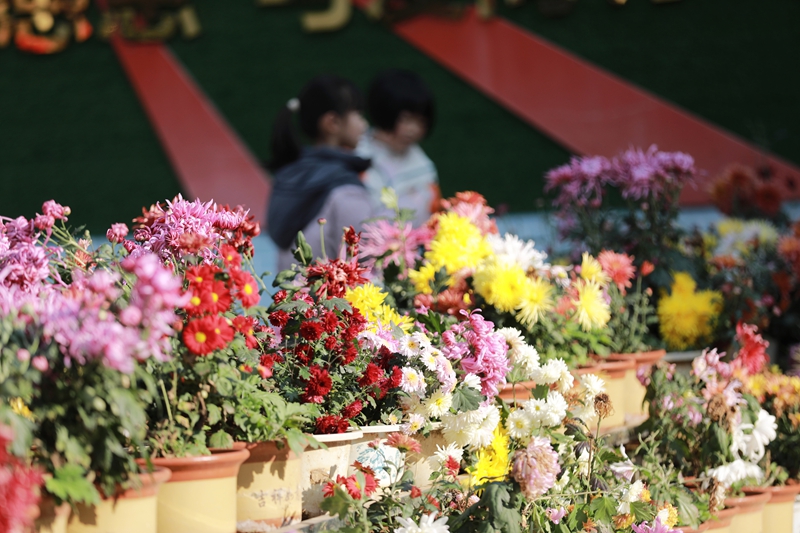 2025年12月1日，冬季的貴州省黔西市第一小學，校園里五顏六色的菊花競相綻放，吸引小朋友們駐足觀賞。