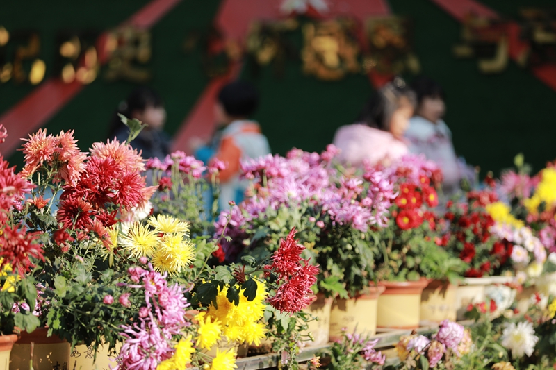 2025年12月1日，冬季的貴州省黔西市第一小學(xué)，校園里五顏六色的菊花競(jìng)相綻放，吸引小朋友們駐足觀賞。