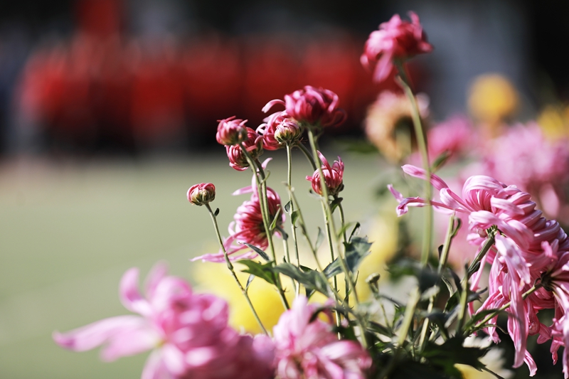 2025年12月1日，冬季的貴州省黔西市第一小學，校園里五顏六色的菊花競相綻放，吸引小朋友們駐足觀賞。