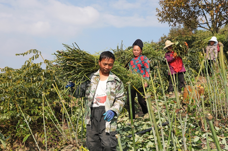 群眾搬運(yùn)采收鉤藤枝。岑光柱 攝2