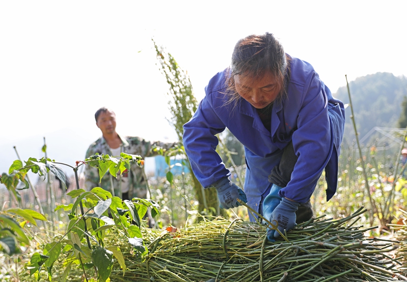群眾在捆扎采收的鉤藤枝。岑光柱 攝