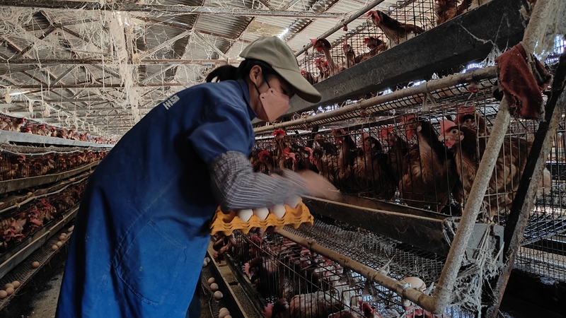 圖為:工人撿雞蛋