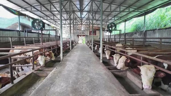 貴州松桃：機制創新推動肉牛產業強鏈增效。
