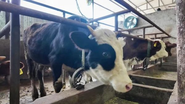 貴州松桃：機制創新推動肉牛產業強鏈增效。