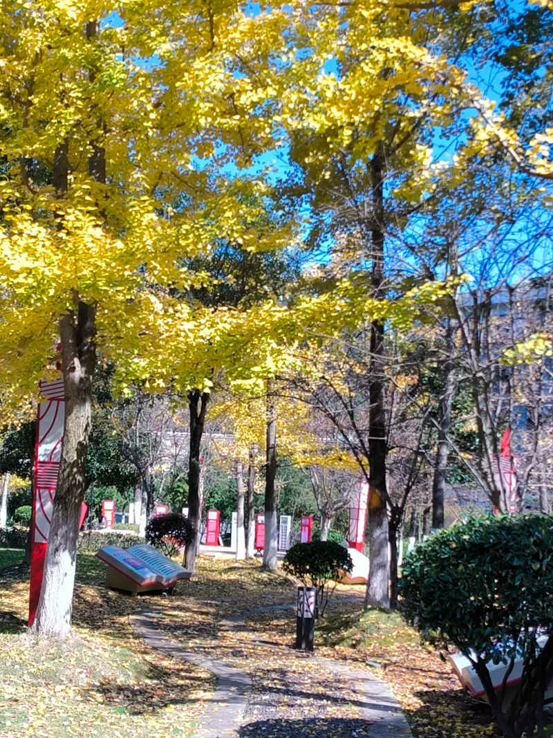 銀杏映藍(lán)天，盡顯秋日靜謐與詩意。潘燕攝