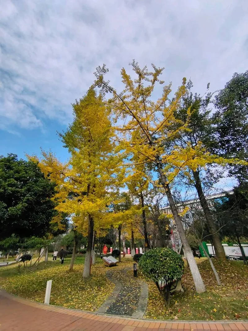 銀杏映藍天，盡顯秋日靜謐與詩意。楊怡攝