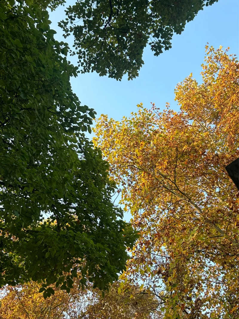 銀杏映藍(lán)天，盡顯秋日靜謐與詩意。楊正蘭攝