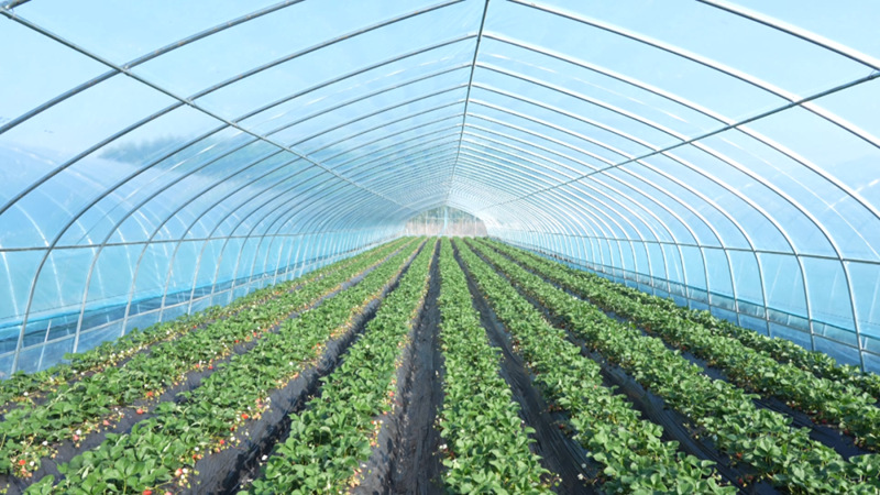 西秀這里有片“甜蜜產業”。