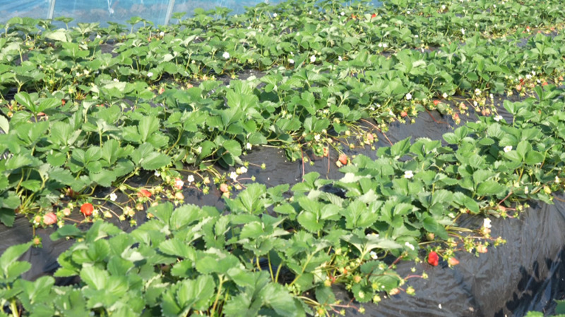 西秀這里有片“甜蜜產業”。