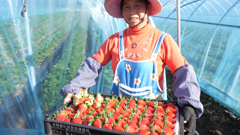 西秀這里有片“甜蜜產業”。