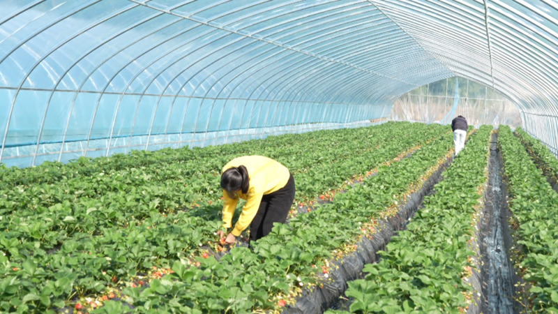 西秀這里有片“甜蜜產業”。