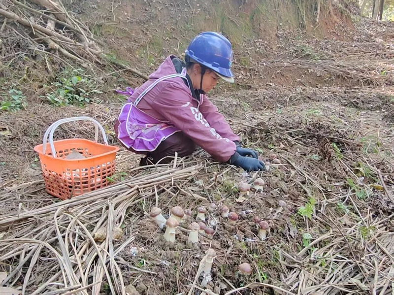 圖為:將赤松茸采摘入筐