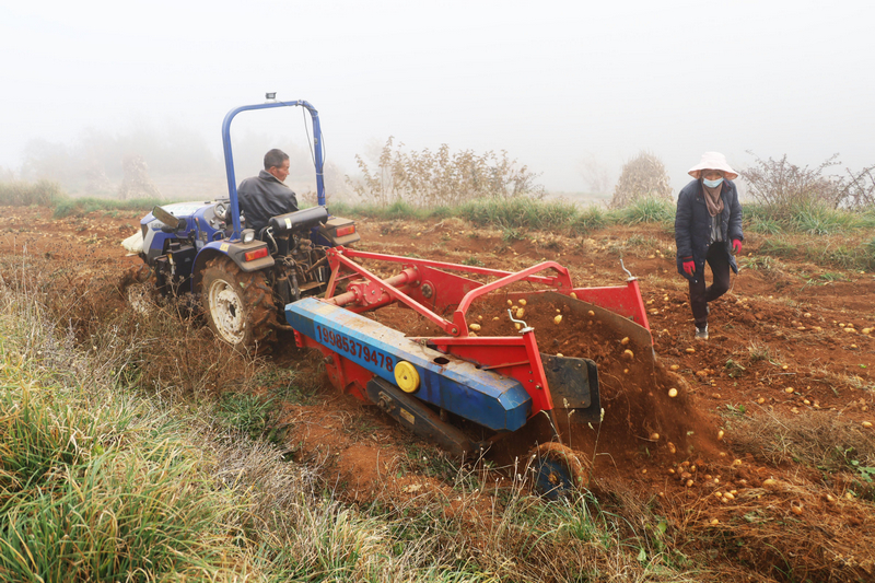 觀風海鎮勺口村種植地上駕駛員正在駕駛馬鈴薯采收機采收馬鈴薯。