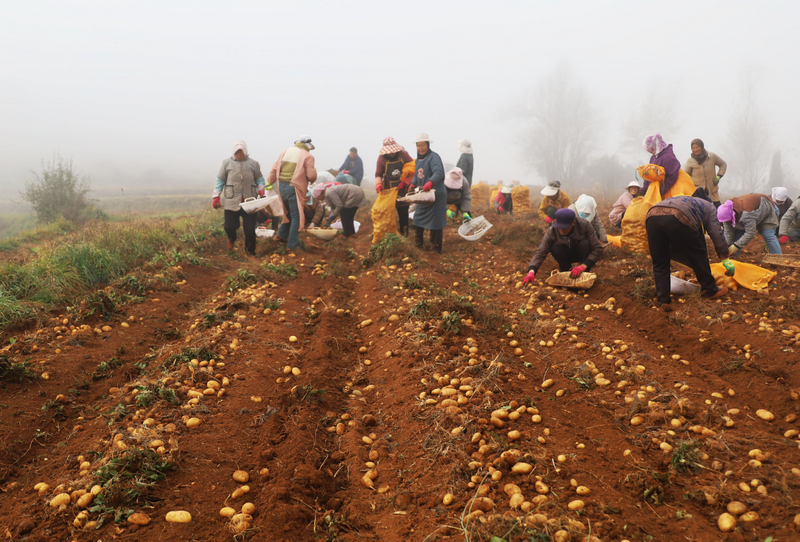 觀風海鎮勺口村務工群眾正在基地上分揀馬鈴薯種薯。
