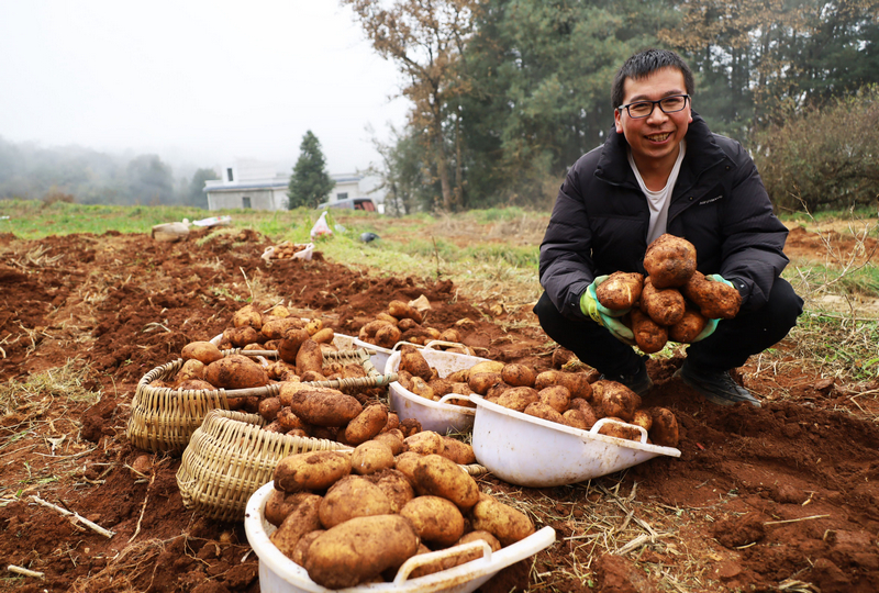 觀風海鎮勺口村務工群眾正在基地上分揀馬鈴薯商品薯。