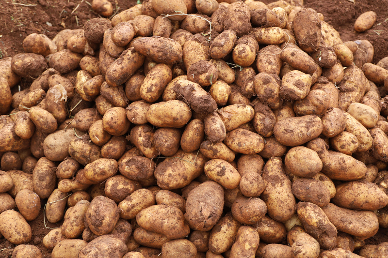 觀風海鎮勺口村剛才收的馬鈴薯商品薯。