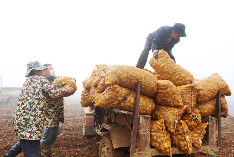 觀風海鎮勺口村務工群眾正在基地裝載剛采收的馬鈴薯。