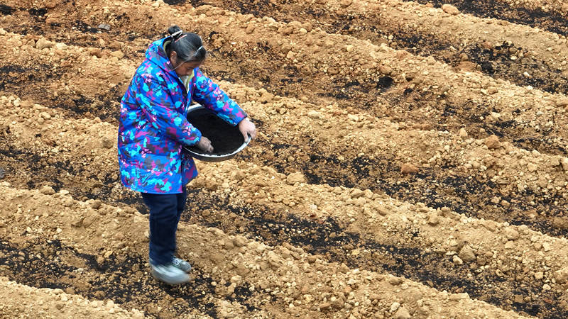 藥農(nóng)在田間種植中藥材太子參并施肥。鄭旭攝