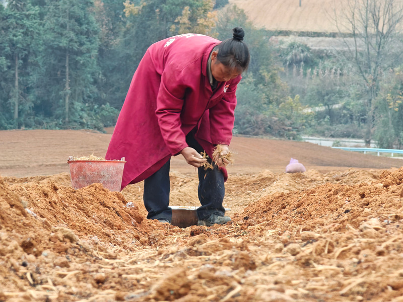 藥農(nóng)在田間種植中藥材太子參。鄭旭攝