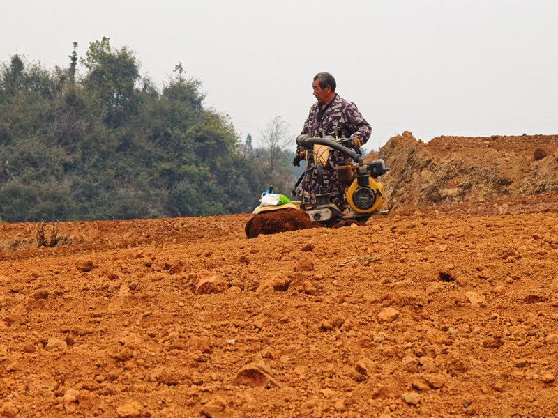 藥農(nóng)在田間種植中藥材太子參并用機(jī)器覆土。鄭旭攝