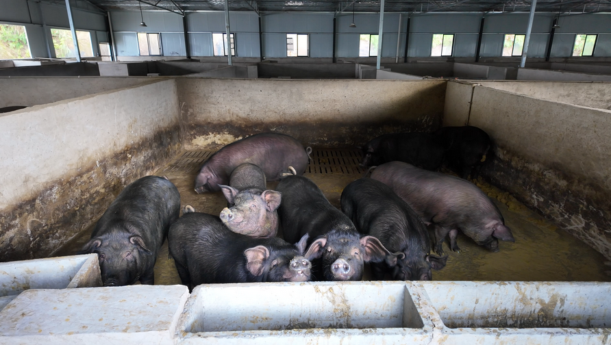 認養的黑毛豬。