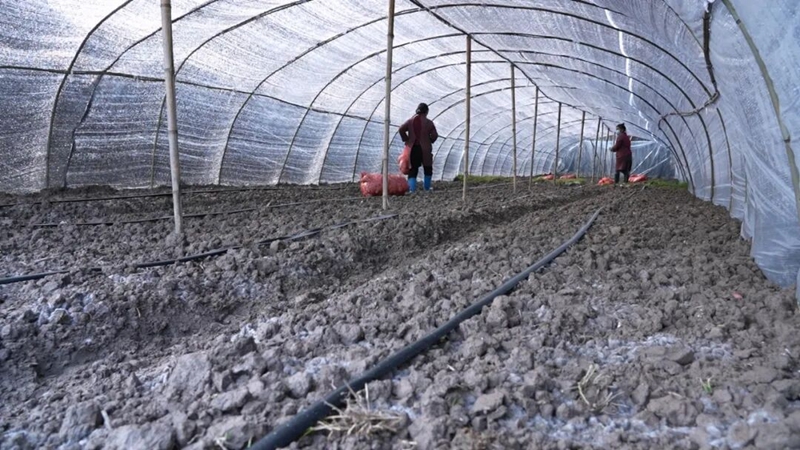 松桃蕉溪村:羊肚菌產業(yè)撐起群眾致富傘。