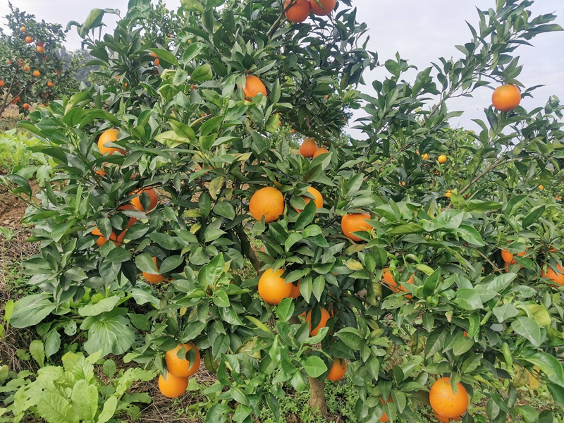 3、仙源鎮發展的臍橙。稅會靜 攝.jpg