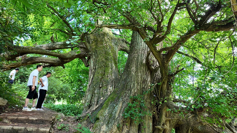 4、仙源鎮境內的古銀杏樹。稅會靜 攝.JPG