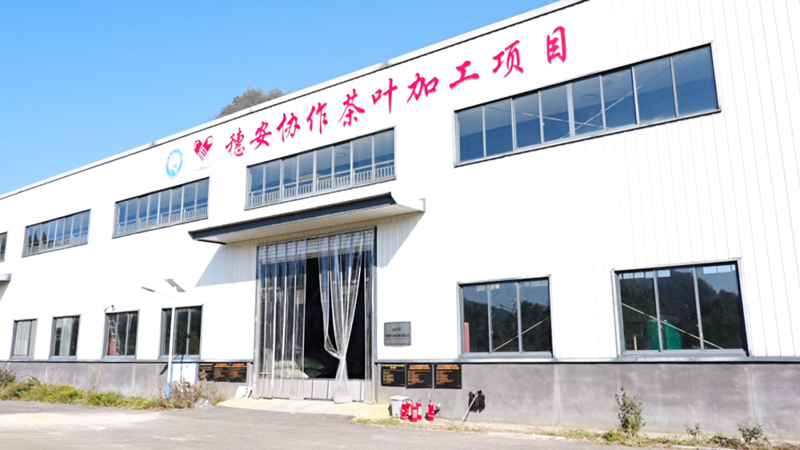 東西部協作賦能 西秀區雞場鄉茶產業煥新顏。