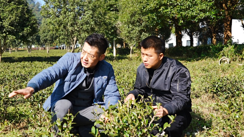 東西部協作賦能 西秀區雞場鄉茶產業煥新顏。