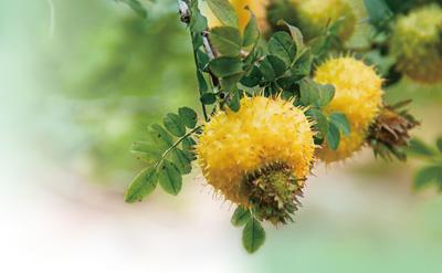 刺梨果。水城區委宣傳部供圖