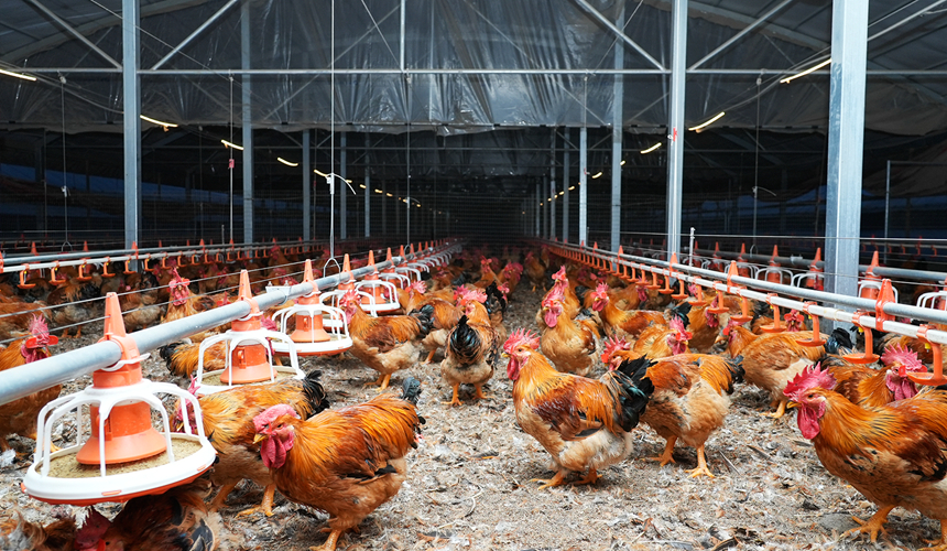 待出欄的肉雞。代勝?gòu)?qiáng)攝