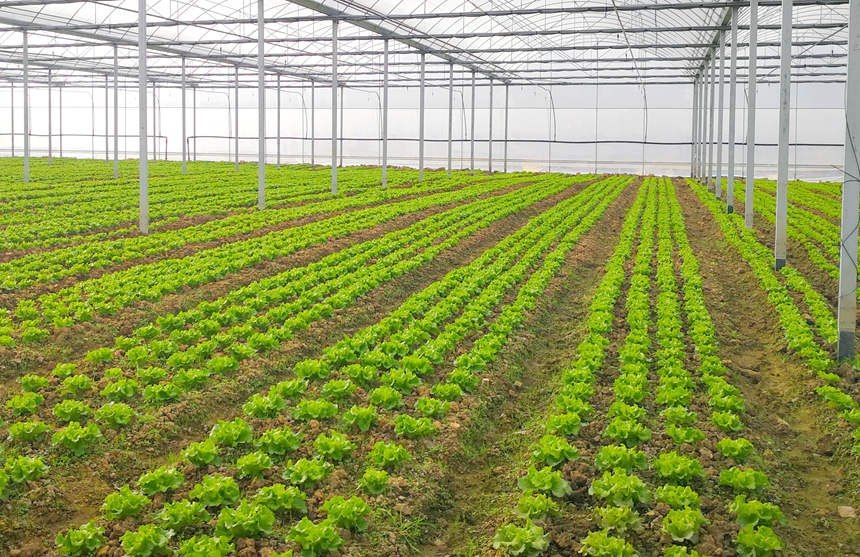 清鎮(zhèn)市紅楓湖鎮(zhèn)駱家橋村高標(biāo)準(zhǔn)大棚蔬菜基地。李齊攝