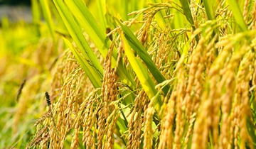 習水白坭村：院凈民宿火 穗沉日子甜走進白坭村，最直觀的感受是“清爽”。房前屋后，收拾得利利落落。政策宣傳入了心，群眾的衛生習慣變了樣。就連民宿的門頭也統一換了新顏，仿佛村莊展露出自信的笑臉......