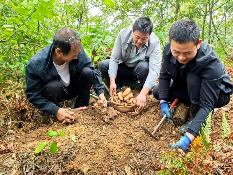 5 圖為群眾種植中藥材。朱澤素  攝.jpg