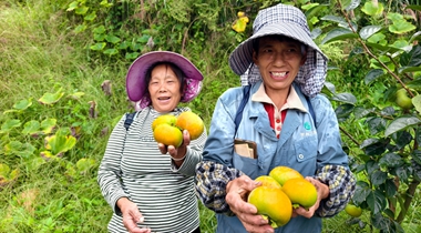 習水洞灣村：金秋“柿”業別樣紅