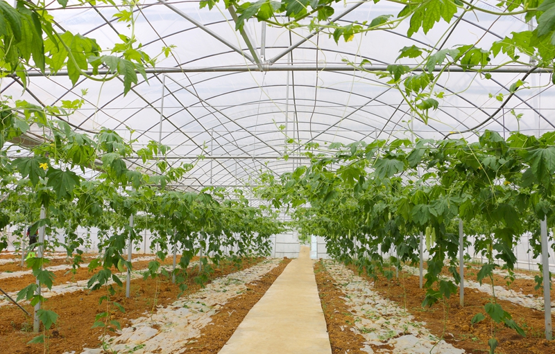 清鎮市紅楓湖鎮駱家橋村高標準大棚蔬菜基地。李齊 攝.jpg